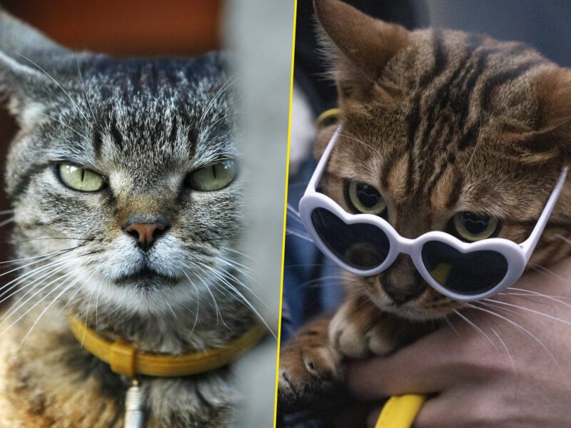 Can you tell f your cat secretly hates you? Experts say you can.