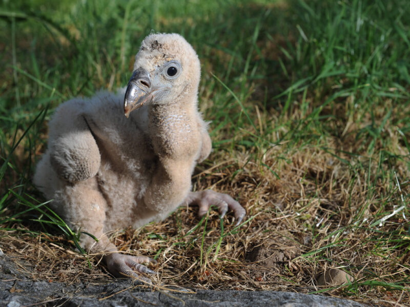 Baby Vulture New York Zoo