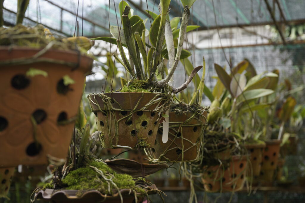 Plants emit sounds when they're feeling stressed