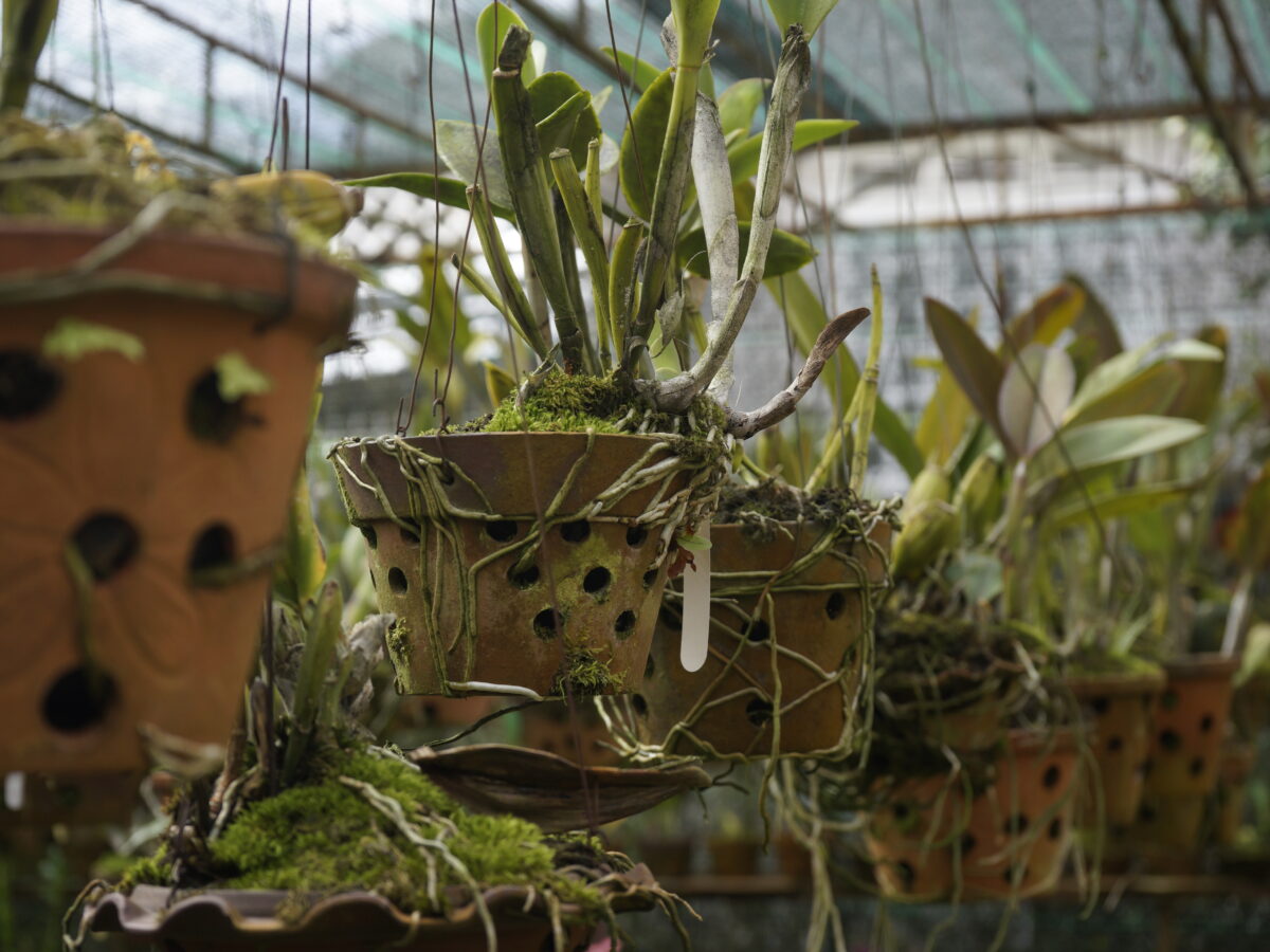 Plants heard screaming for first time ever 