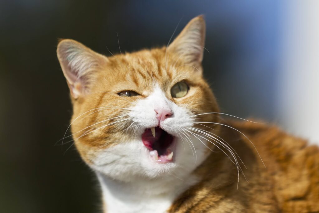 Cat got a gold tooth
