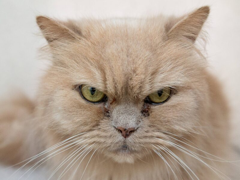 Gold tooth Hiding, hissing and urinating are three key tells.