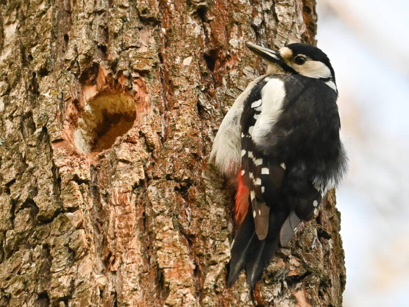 mirror-breaking woodpecker
