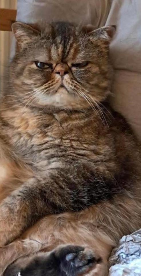'lost' cat