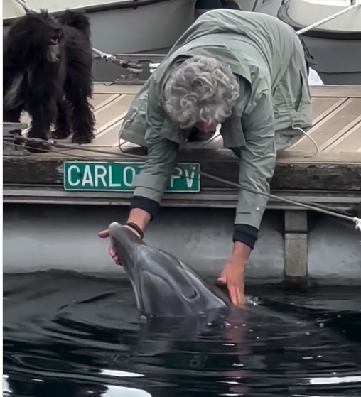 dolphin