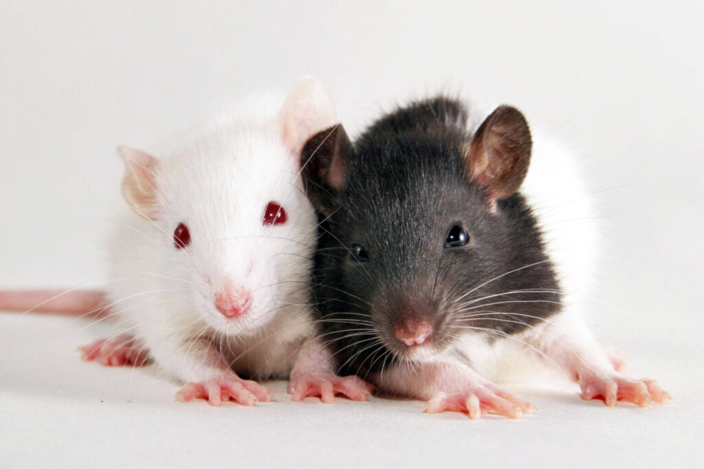 Research has found that rats can differentiate between two white wines Pubity Research has found that rats can differentiate between two white wines