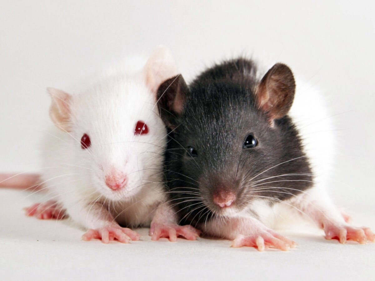 Research has found that rats can differentiate between two white wines