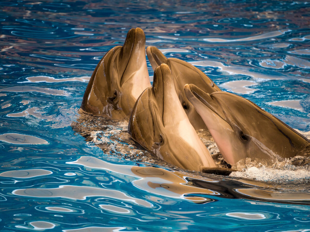 Dolphin, Man and Dog Have A Adorable Exchange
