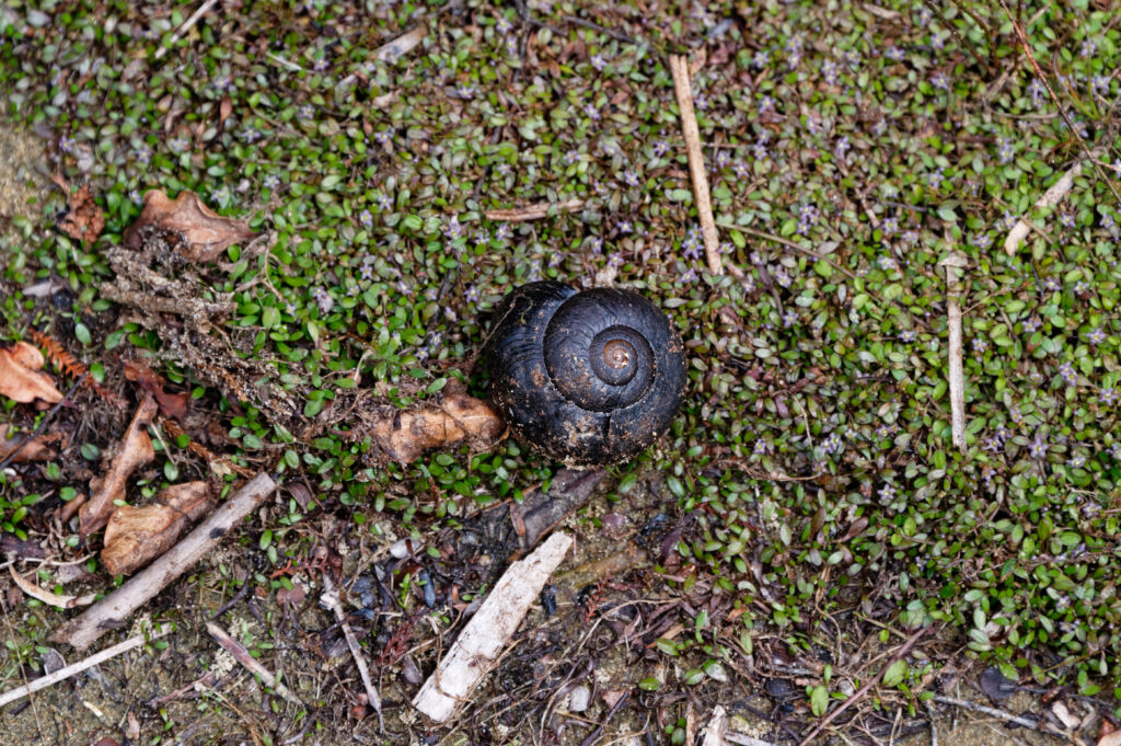 Rare New Zealand snail