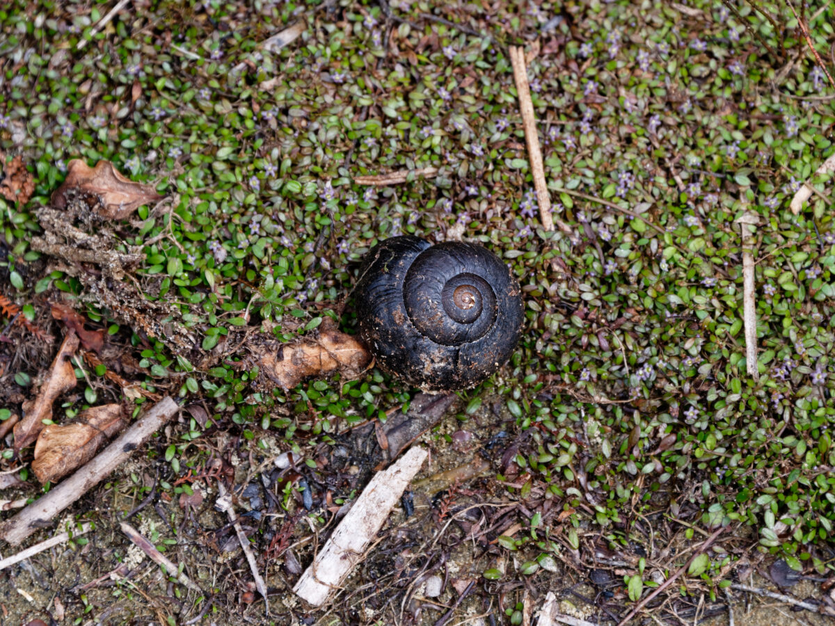 A Rare New Zealand Snail Seen Laying Egg from Neck