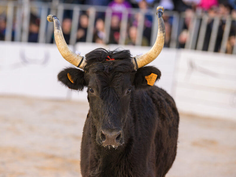 bull