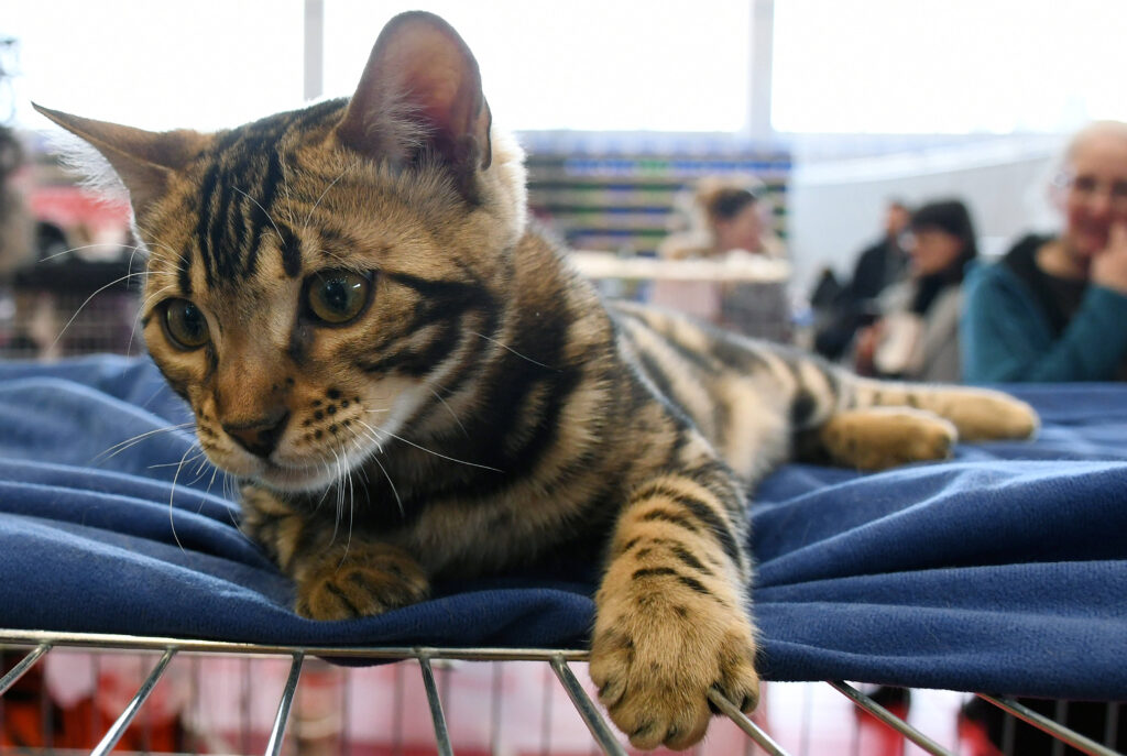 'lost' cat