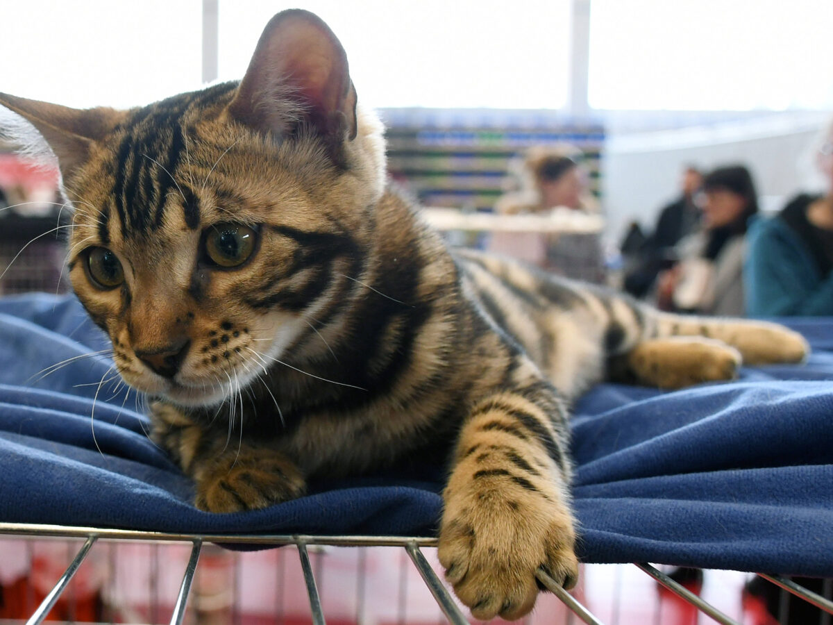‘Lost’ Cat Found Meowing in Neighbour’s Floorboards