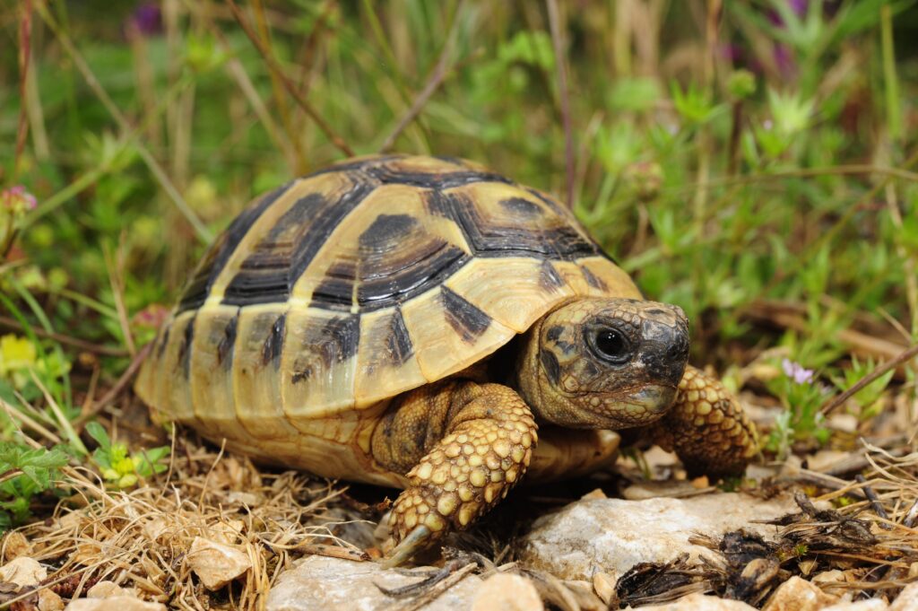 A tortoise that was missing for 9 months turned up just a mile from its home.