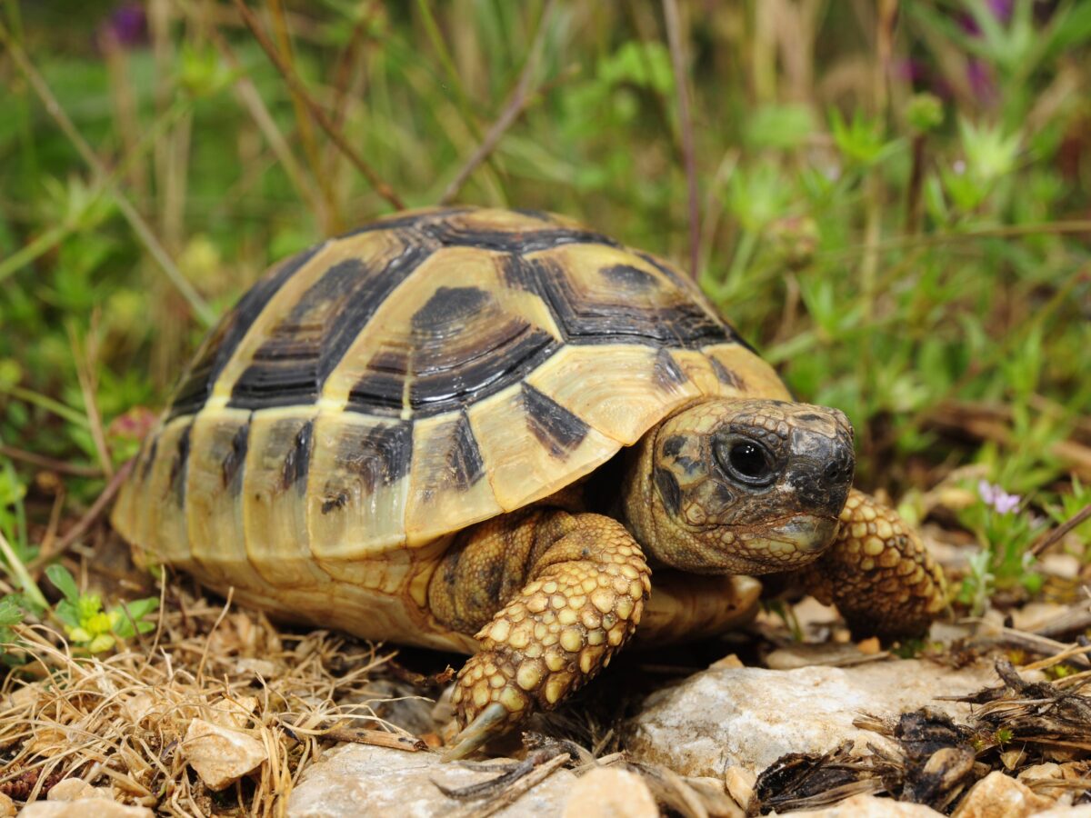 Tortoise missing for 9 months found 1 mile from home