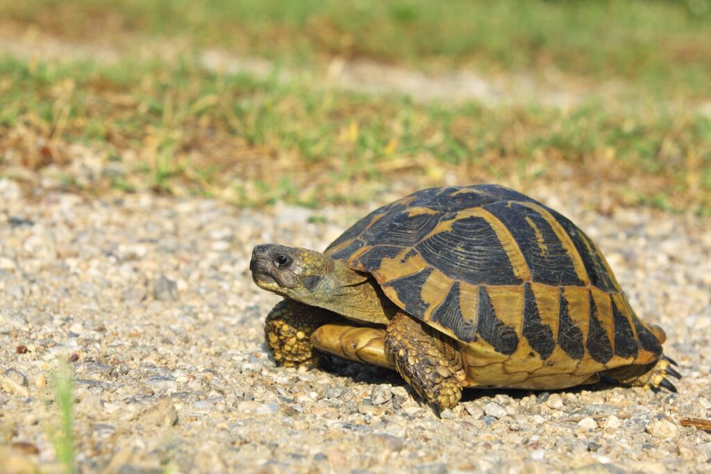 Leonardo had gone into hibernation until the weather got better.