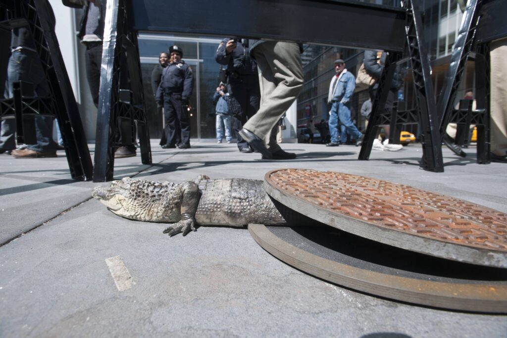 alligator