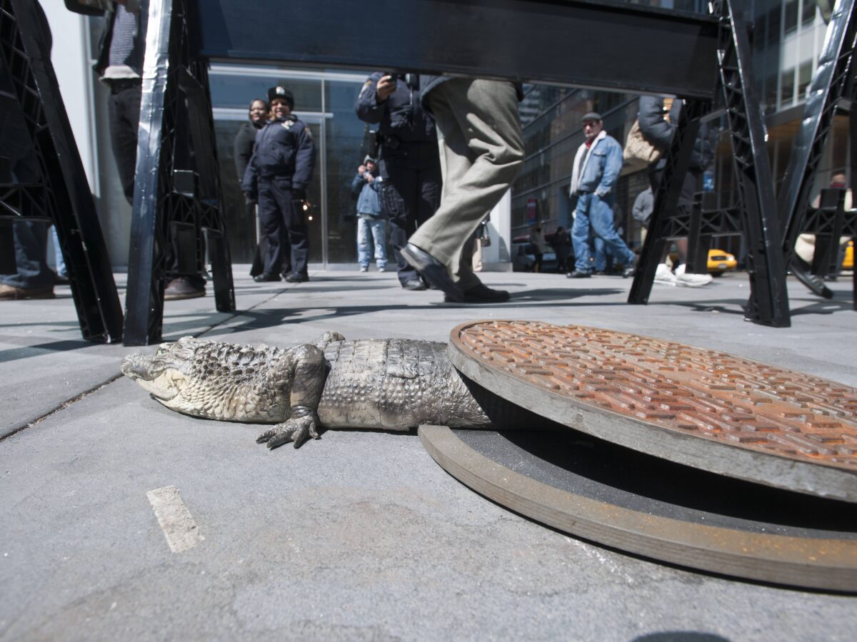 alligator