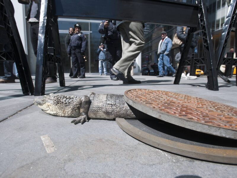 alligator
