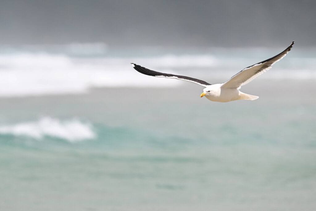 Wildlife Attractions In Otago Peninsula In New Zealand Pubity 'Seagull Boy' Gull-screeching competition'Seagull Boy'
Gull-screeching competition