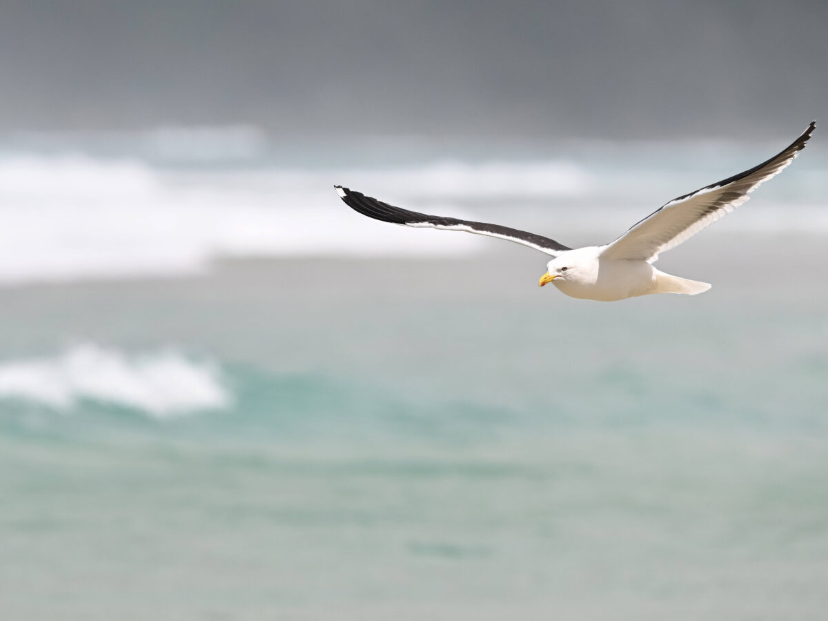 'Seagull Boy' Gull-screeching competition