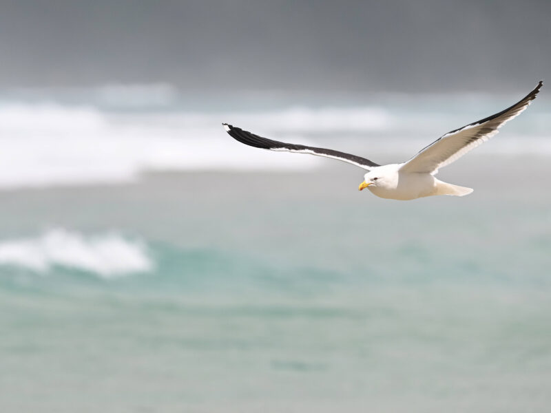 'Seagull Boy' Gull-screeching competition