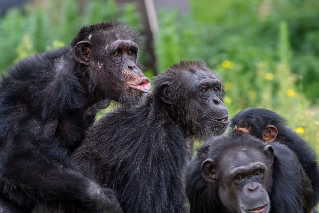 They use medicinal plants on themselves and sometimes others in their group.