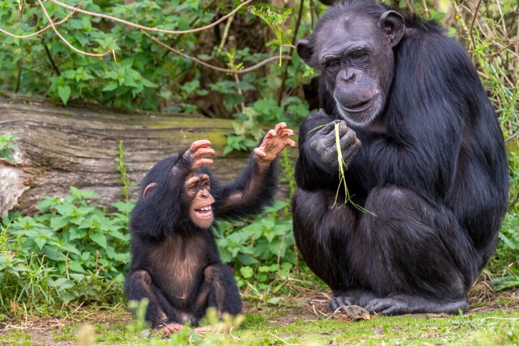 Wild chimps have been observed using "forest first aid" techniques.