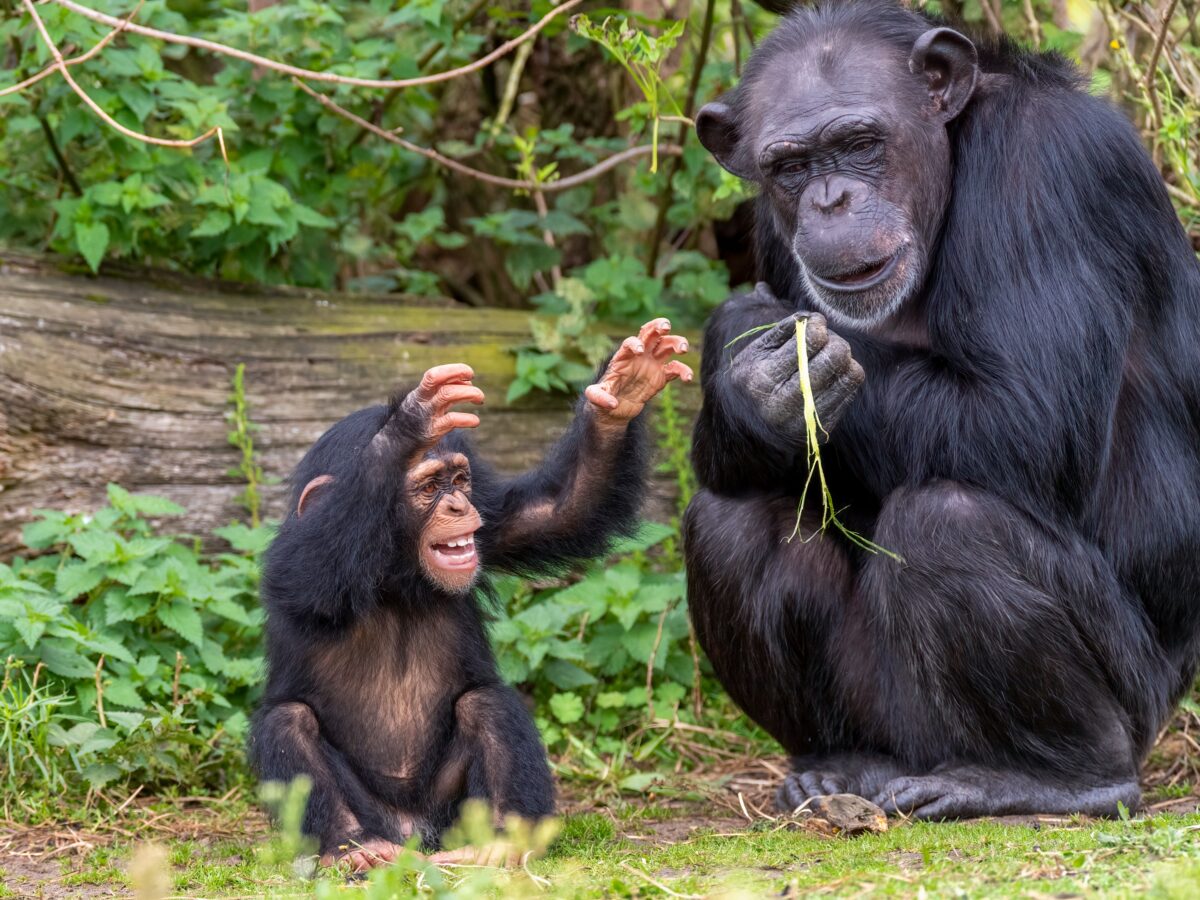 Wild chimps have been observed using "forest first aid" techniques.