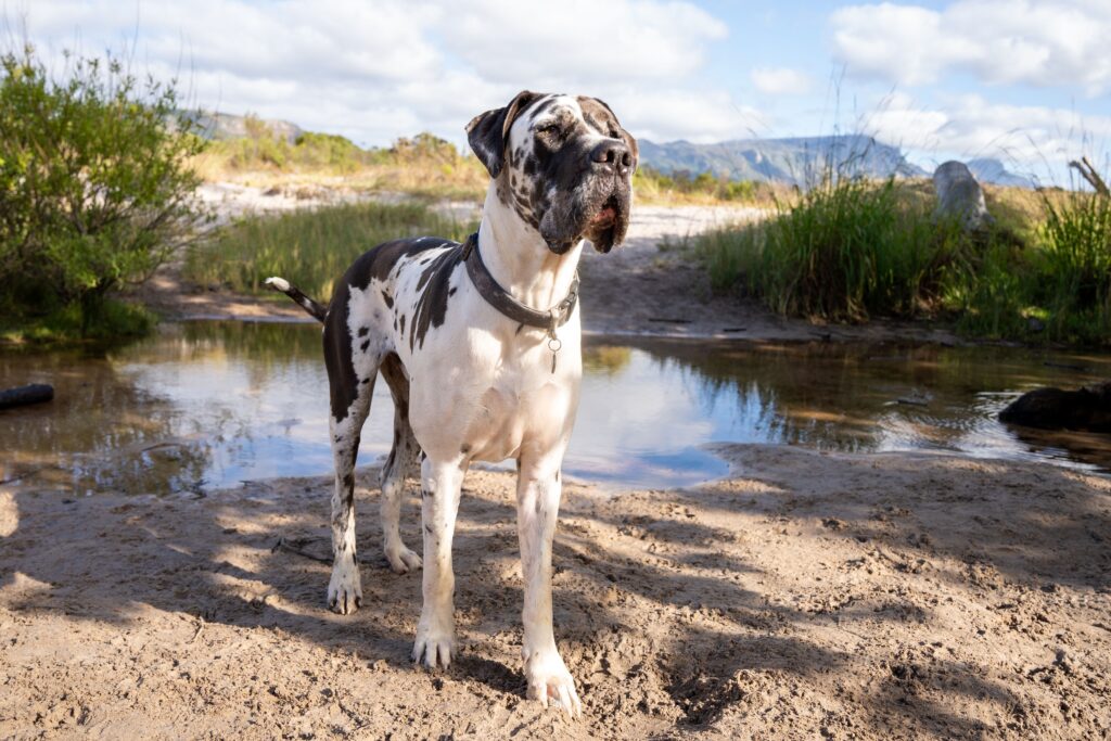 Dogs With a 3-Foot