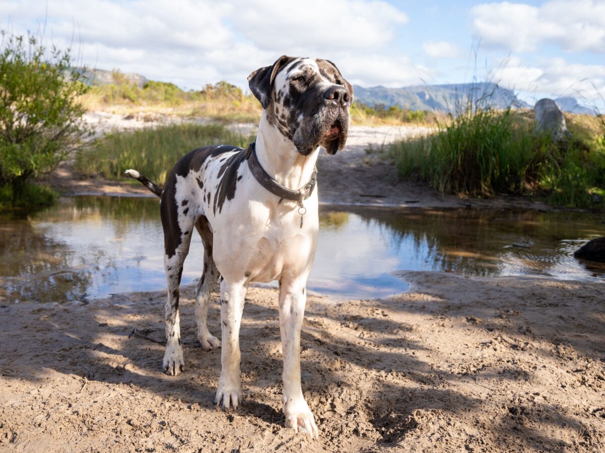 Dogs With a 3-Foot Size Difference Become Friends