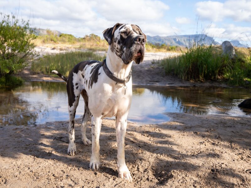 Dogs With a 3-Foot
