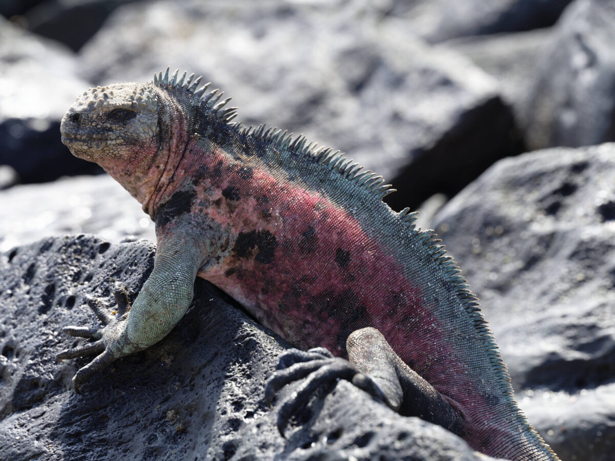 98 Iguana Eggs Found in One Florida Yard