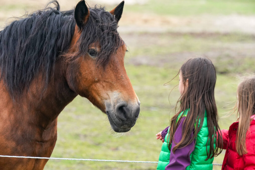 therapy horse
