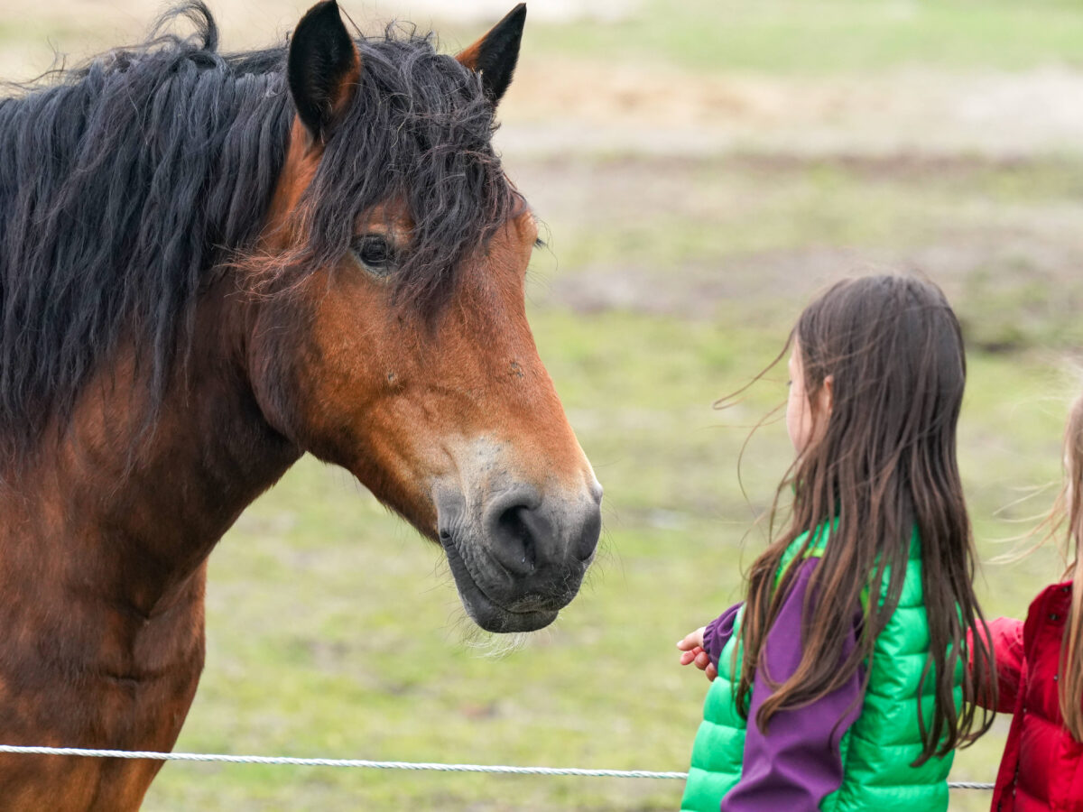 Therapy Horse Brings Peace To The Dying