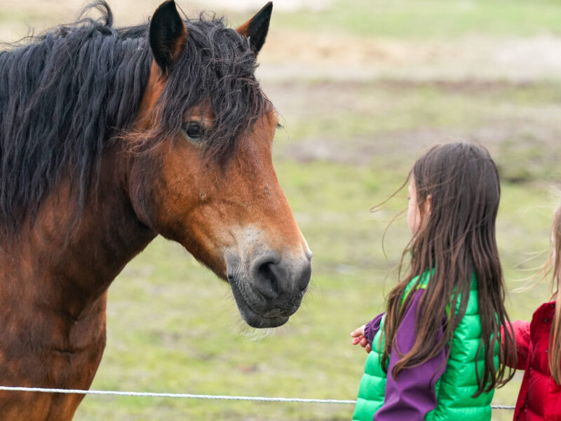 therapy horse