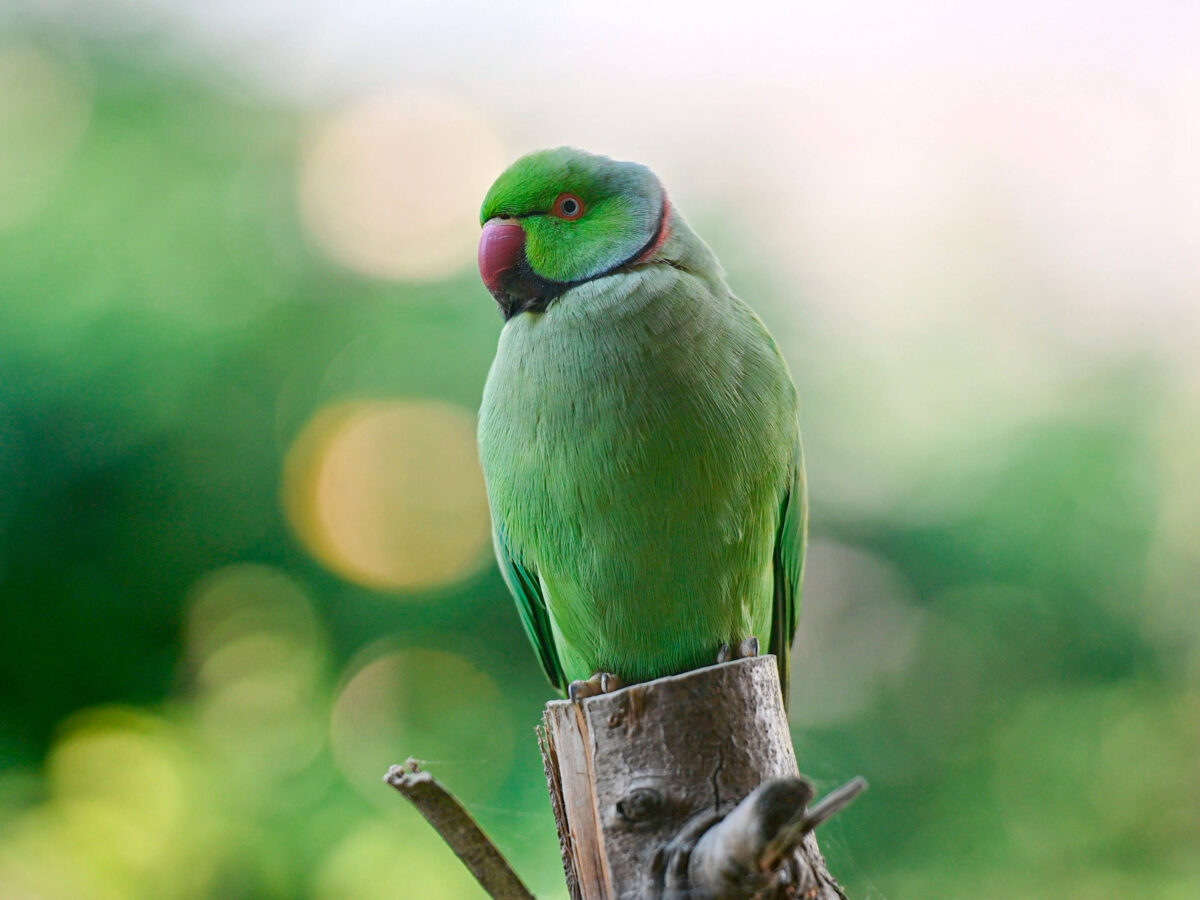 Pet Parrots Taught by Owners To Video Call