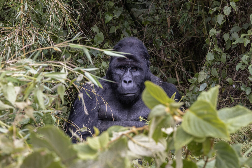 Virunga National Park Congo Pubity Gorilla