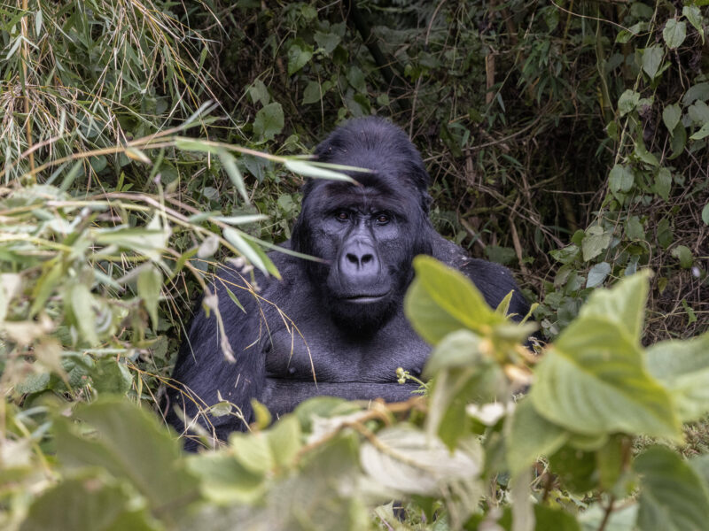 Gorilla