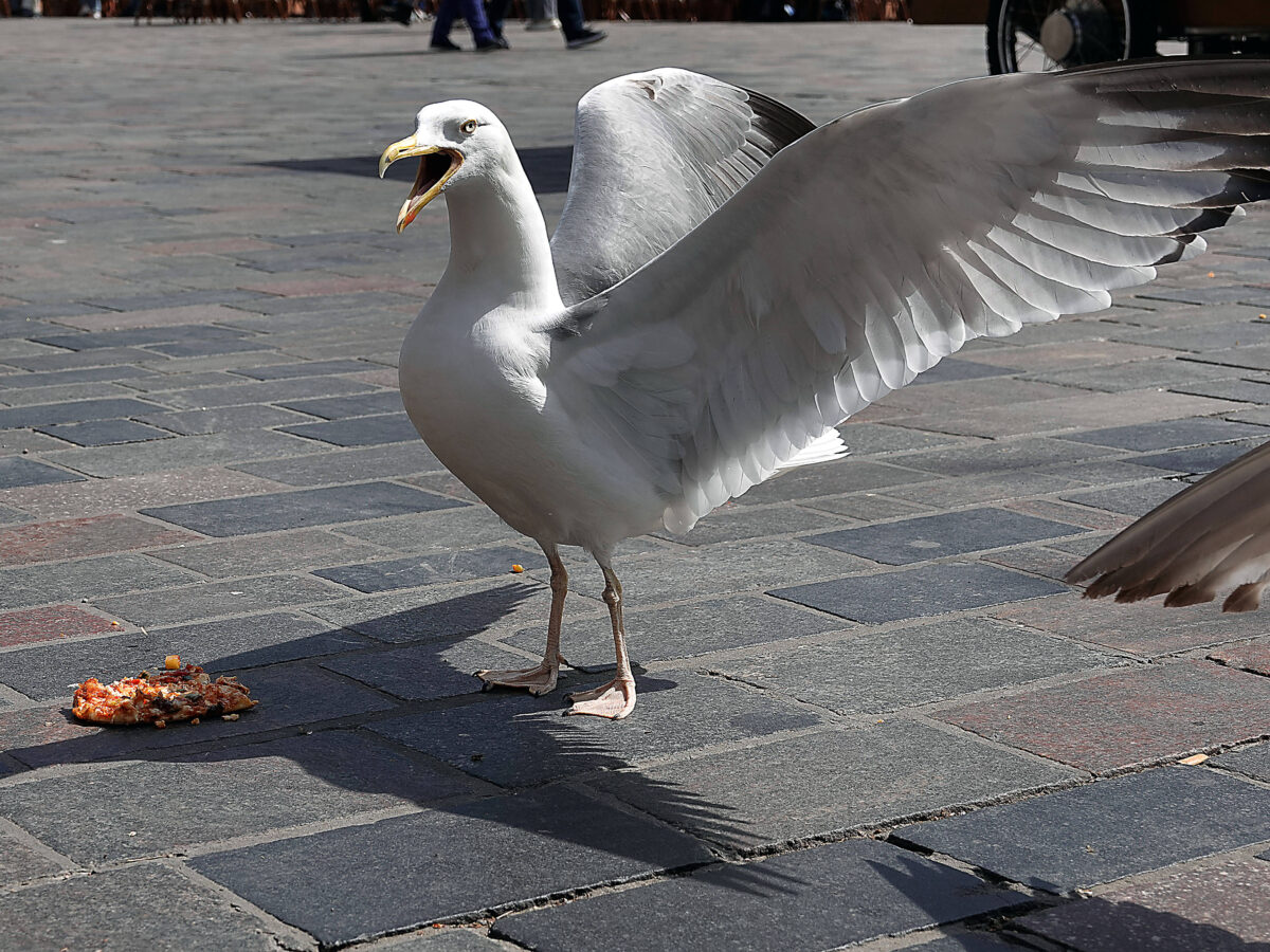 Seagulls caused school lockdown