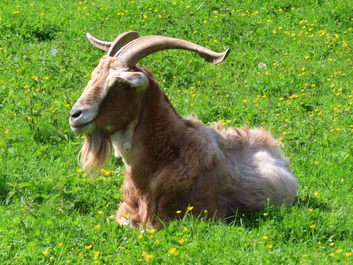 Goat Runs Into New Zealand Cyclist in A Bike Race
