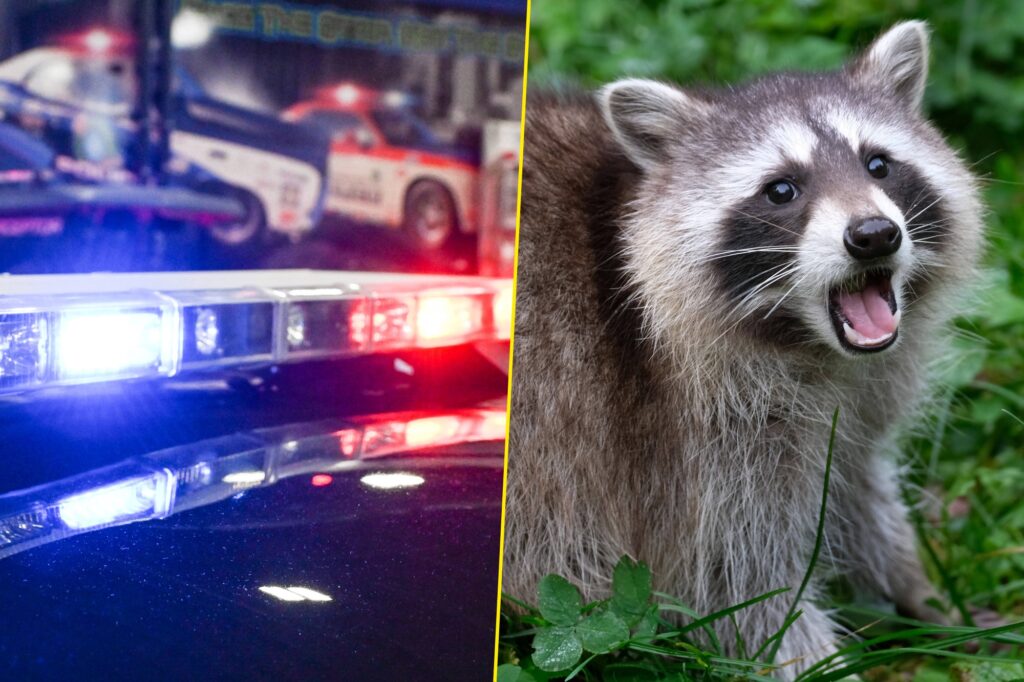 Police in Ohio was surprised to find a raccoon with a meth pipe