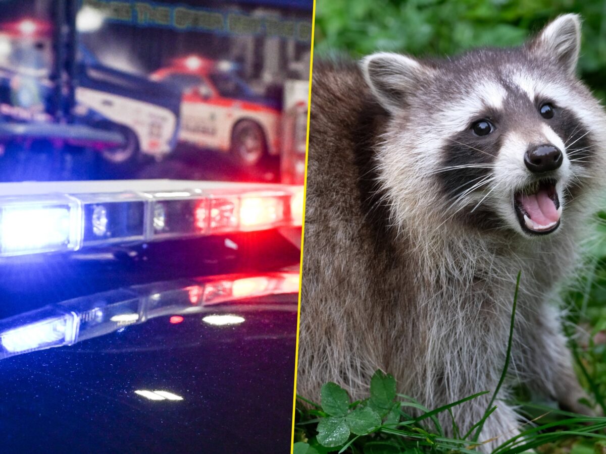 Police find raccoon with meth pipe during traffic stop