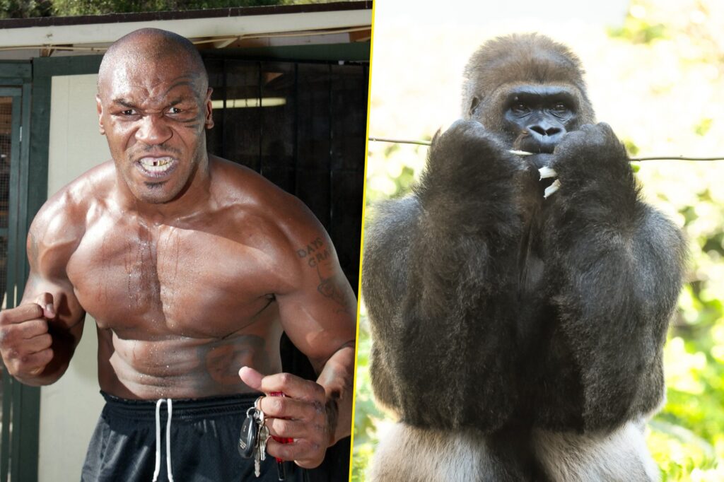 Mike Tyson wanted to fight bully silverback gorilla