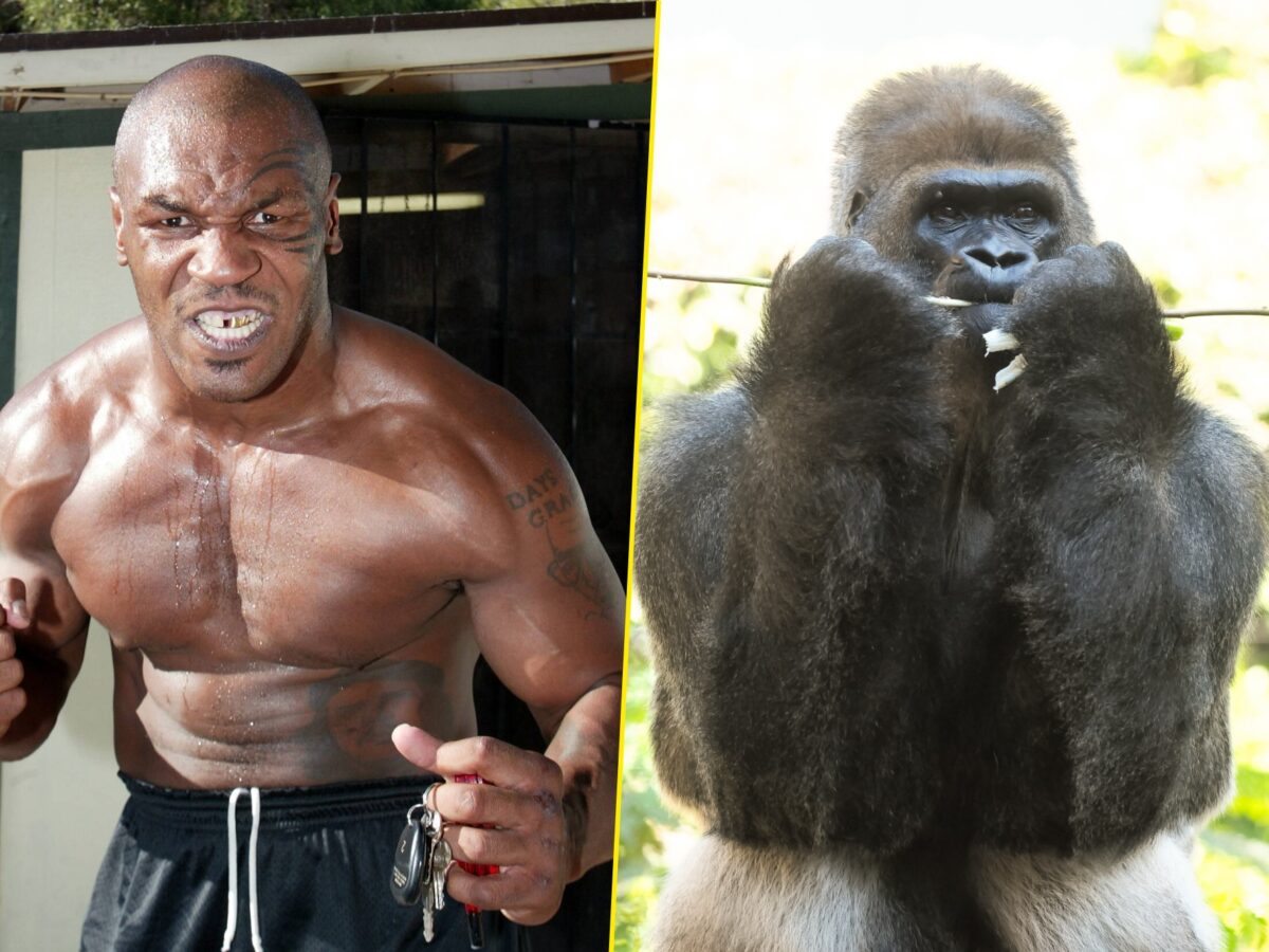 Mike Tyson wanted to fight bully silverback gorilla